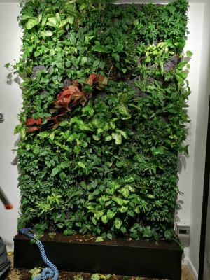 vertical garden chin and toh