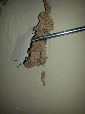 Dry Mud Trail (termite)