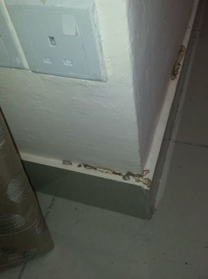  Termite Attack