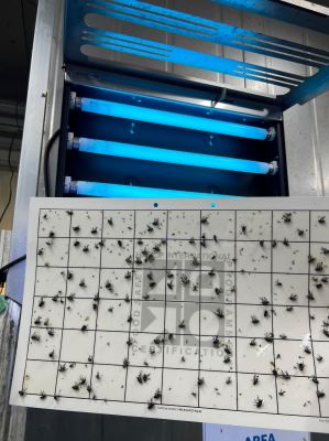 Flies Treatment - Lalat Mesin - Flies Machine - Poultry Processing Factory