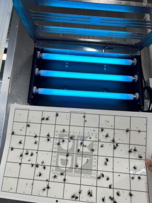 Flies Treatment - Lalat Mesin - Flies Machine - Poultry Processing Factory