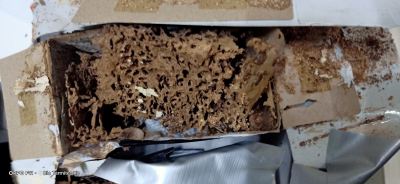 Termite Baiting System (Indoor & Outdoor)