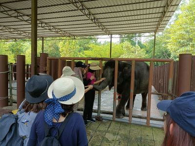 Visit Elephant Sanctuary Kuala Gandah Malaysia