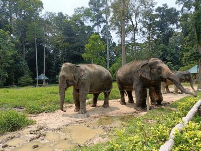 Visit Elephant Sanctuary Kuala Gandah Malaysia