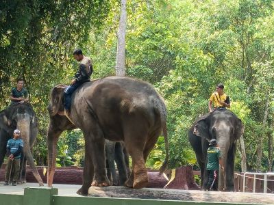 Day Tour to Elephant Sanctuary Kuala Gandah Malaysia 07Oct2023 Sat