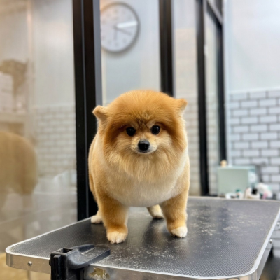 ��ɫ����Բͷ���� �� Season Pets House ��¡�³�������