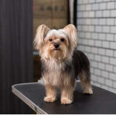 Լ���Ĺ�����ë���� �� Season Pets House Kepong ��������
