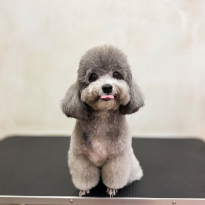 ����̩�Ϲ��Բ������ �� Season Pets House Kepong ��������