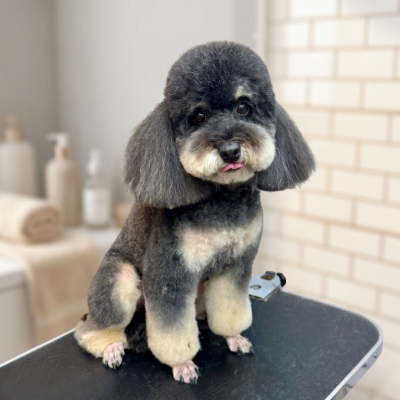 �ں�̩�Ϲ��Բ������ �� Season Pets House Kepong ��������