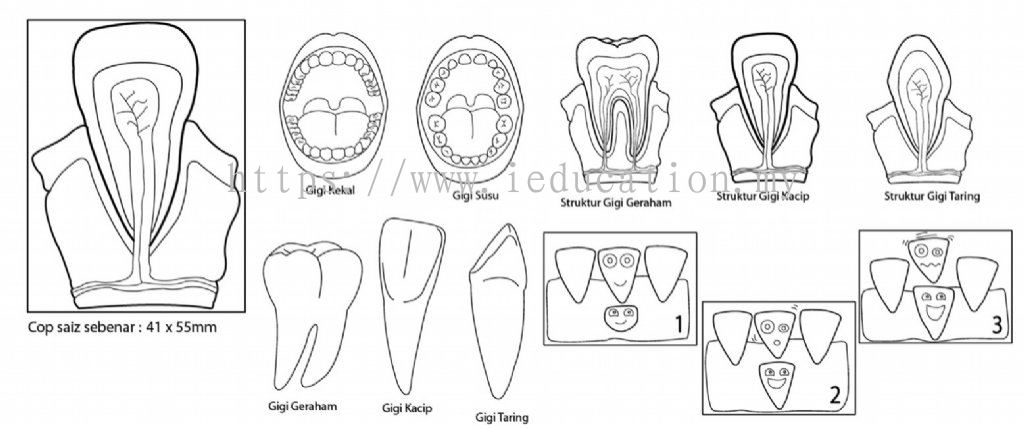 Struktur gigi haiwan