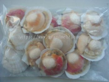 half shell Scallop ȱ 9-10