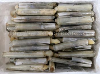 Bamboo Clam /Siput Buluh- 8cm-10cm (1kg/pkt)