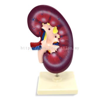 EQ3333 Human Kidney Model
