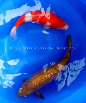 Gingrinchagoi and Kohaku, 2 year-old, 50cm 