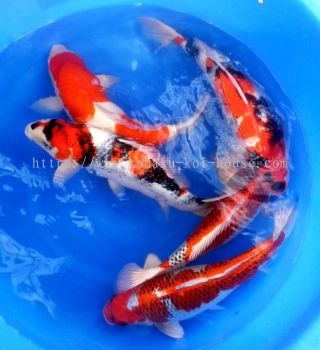 Showa, Kujaku and Kohaku, 2 year-old, 50cm