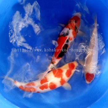 Tancho, Showa and Kohaku, 2 year-old, 50cm