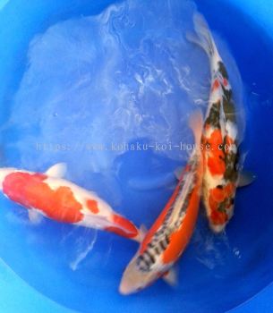 Kohaku, Shusui, Showa, 2 year-old, 50cm