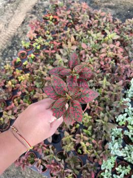 Hypoestes Phyllostachya Red P90