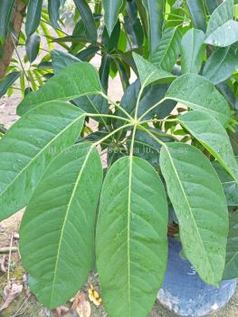 Schefflera Actinophylla