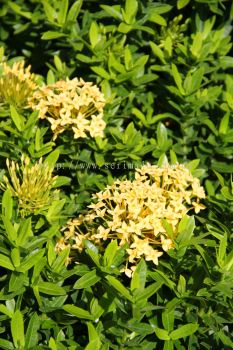 Ixora "Dwarf Yellow"