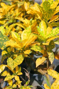 Codiaeum Variegatum Cultivars (Green Yellow Round Leaf)