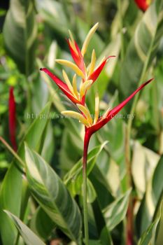 Heliconia Psittacorum "Lady Di" Variegated