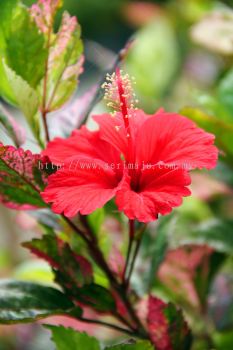 Hibiscus Rosa-Sinensis "Cooperi"