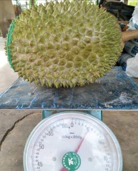 raub  musang king D197