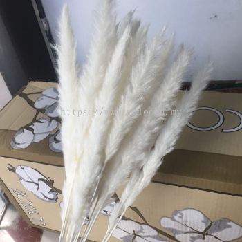 Small Reed 小芦苇