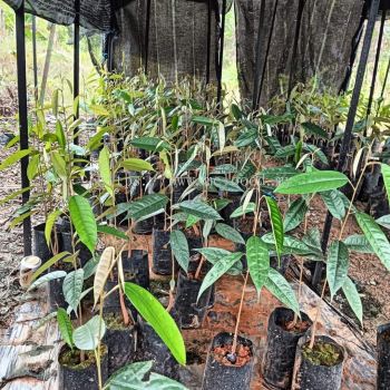 Anak Pokok Durian Kampung 甘榜榴莲树苗