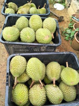 durian party