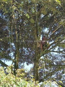 musang king  old tree