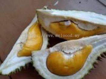 raub musang king