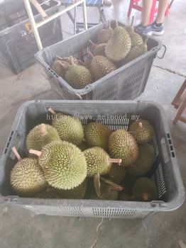 raub musang king