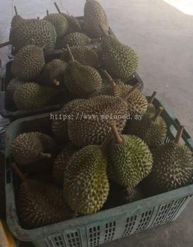 raub fresh musang king