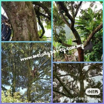 old tree raub musang king