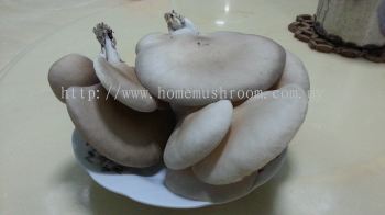 Abalone Mushroom