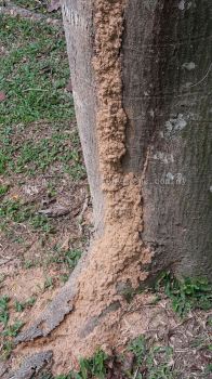 White ants Solution at Shah Alam , Selangor,  Kuala Lumpur,  Malaysia 