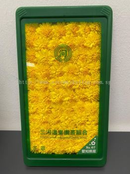 Fresh Japan Chrysanthemum / Kogiku (60pcs/pkt) (1 week advance order required)