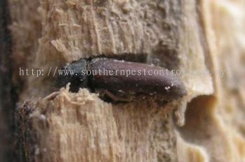 Wood Boring Beetles Control