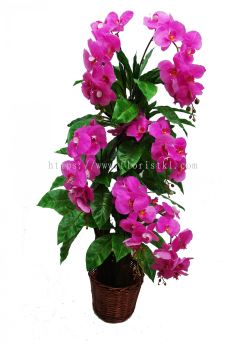 4.5 Ft Orchid Plants (FS048B) 