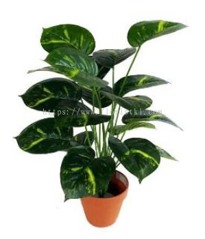 2 Ft Money Plant (FS042)