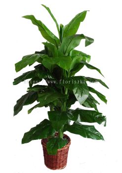 4.5 Ft Canna Plant Without Flower (FS054)