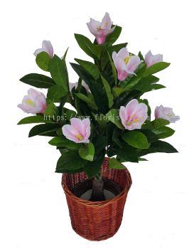 3 Ft Magnolia Plant (FS071)