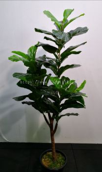 5ft Ficus Lyrata AP103 floristkl