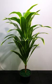 5ft Dracaena Fragrans AP102 floristkl