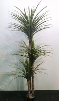 6ft New Agave Tree AP216 floristkl (Rent Available)