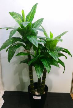 5ft Lucky Plant AP107 floristkl