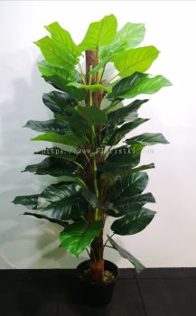 5ft Cadalium plant AP213 floristkl (Rent Available)