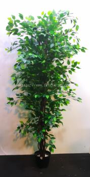 2m Banyan Tree SG429 floristkl